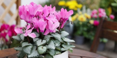 Ciklama je biljka koja osvaja na prvi pogled svojim nežnim i gracioznim cvetovima, koji mogu biti raznih boja, ali tokom cvetanja važno je redovno uklanjati ocvale cvetove.