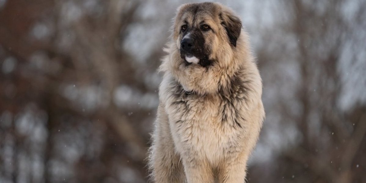 4 čisto srpske rase pasa! Nema im ravnih - hrabri su i neustrašivi, idealni lovci i odlični čuvari (FOTO)