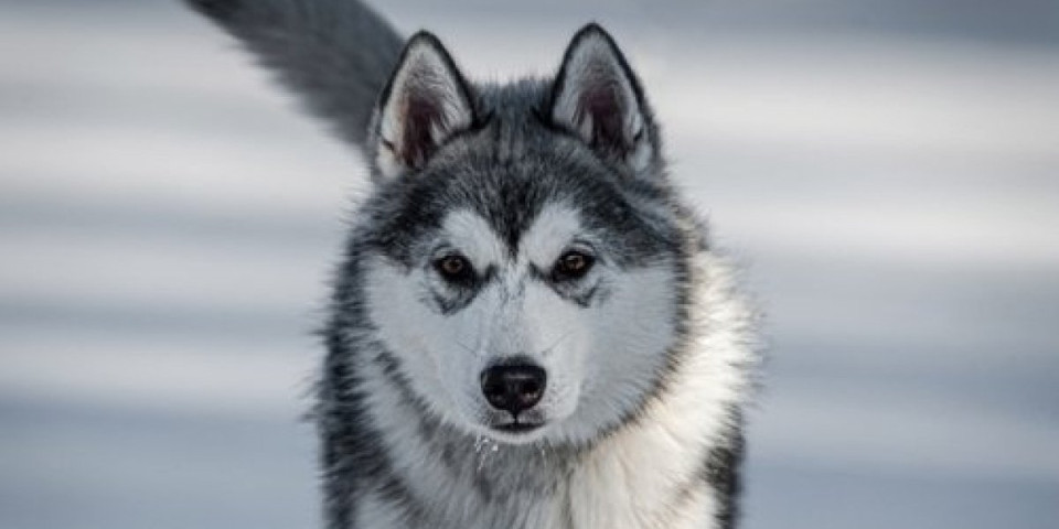 Najskuplje rase pasa na svetu: Jedan dostiže cenu od čak milion dolara (FOTO)