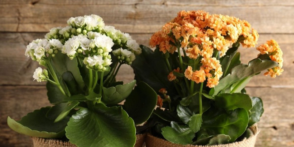 Kalanhoja prašta zaboravno zalivanje: Cveta dugo i ne traži pažnju (FOTO)