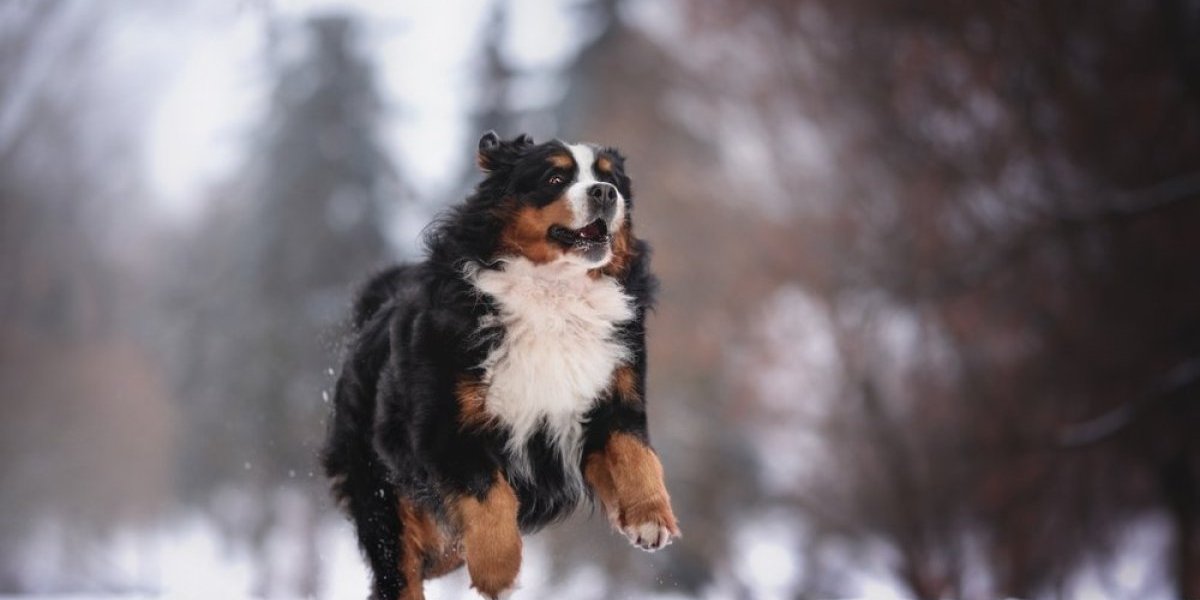 Veterinar upozorava! Obavezno stavite jednu stvar na šape vašeg psa - u suprotnom ga izlažete opasnosti