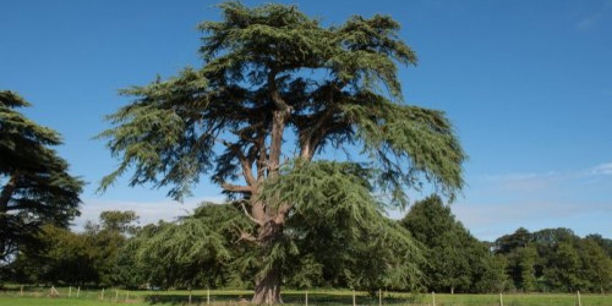 Drvo koje čuva mir, zdravlje i sreću: Veruje se da je magično, njegovo ulje je suvo zlato za čoveka