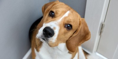 Stručnjaci za ponašanje pasa otkrili su razloge zašto psi naginju glavu u stranu kada govorite.