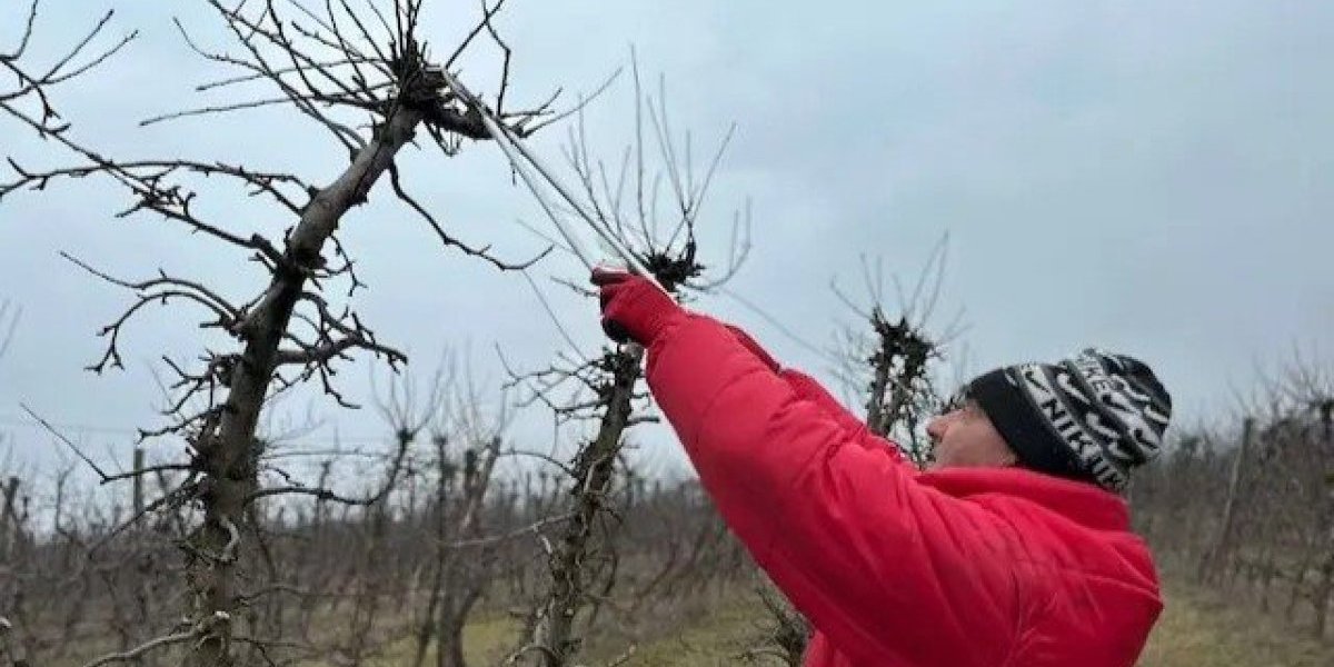 U čačanskom kraju počele pripreme za dolazak proleća! Rezidba voća je u punom jeku, evo zašto je to važno