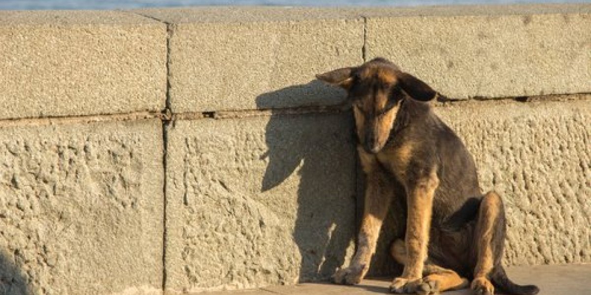 Od ovoga se slama srce! Ženka u zubima unela svoje bolesno štene u veterinarsku kliniku  (VIDEO)