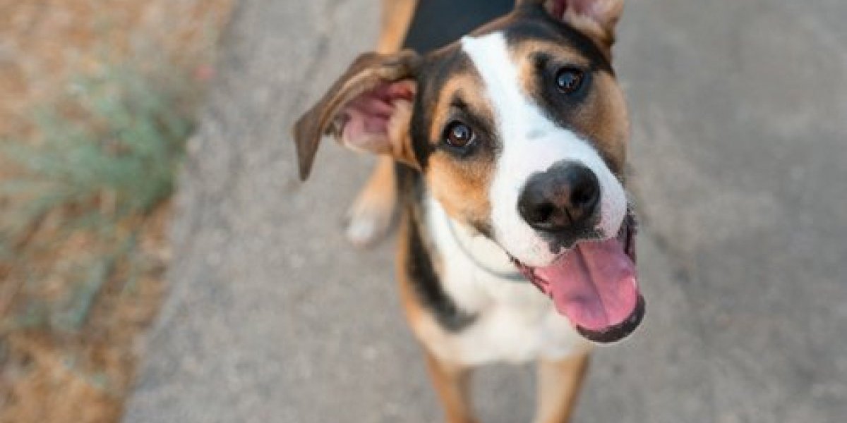 Najljubomorniji pas na svetu! Oliver ne da vlasnici da priđe dečku: "Ovo je moj čovek" (VIDEO)