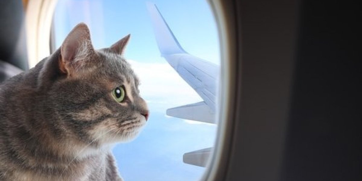 Haos u avionu! Mačka obišla pola sveta za 24 sata jer su je greškom zaboravili (VIDEO)