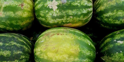 Jedna Srpkinja uredno je kupila lubenicu, a kada je došla kući doživela je šok kada je otvorila i videla da je potpuno bela!