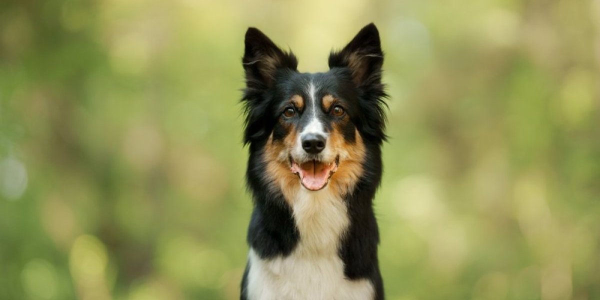 3 rase pasa koje je najlakše dresirati - Informer.rs