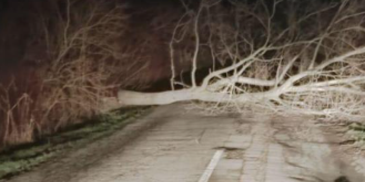 Namerno oboreno drvo na put kojim je trebalo da prođe premijer Vučević! Diverzija na putu Novi Sad - Sremska Mitrovica (FOTO)