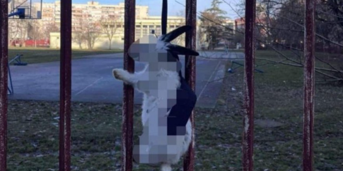 Horor u Novom Sadu na Savindan - Na ulazu u školu obesili zeca, opozicija na svaki način zastrašuje! (FOTO)