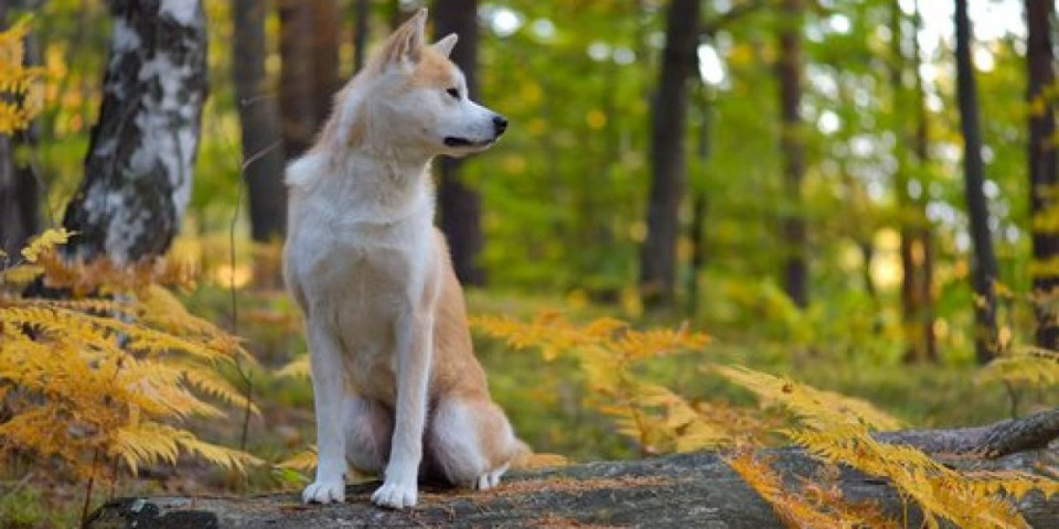 9 najvernijih rasa pasa: Braniće vas životom - najbolji čuvari porodice (FOTO)
