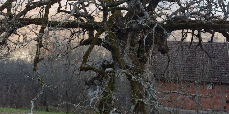 Čudo prirode! Ovo je najstariji živi stvor na Balkanu!