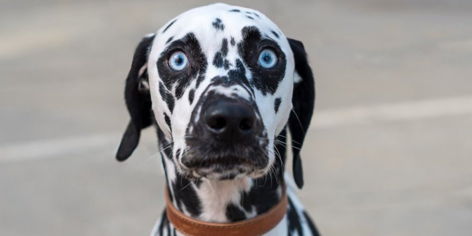 3 rase pasa koje važe za najveće kukavice: Deluju slatko, a žive u stalnom strahu (FOTO)