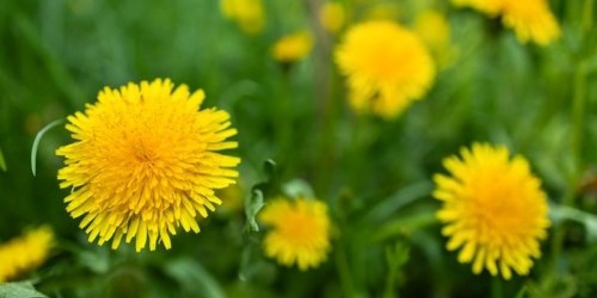 Prolećni čistač organizma! Biljka koja raste svuda popravlja krvnu sliku i jača imunitet