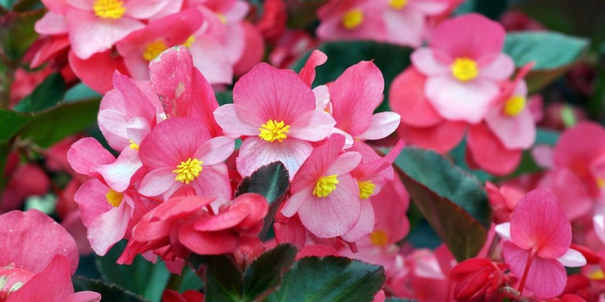 Begonija kraljica balkona - Zalivajte ih ovim jeftinim napitkom i cvetaće nikad bujnije