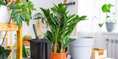 Zamiju možete povremeno zalivati vodom od koprive ili rastvorom sa želatinom, ali postoji još jedan trik koji vredi probati, hranljivi dodatak na bazi piva.