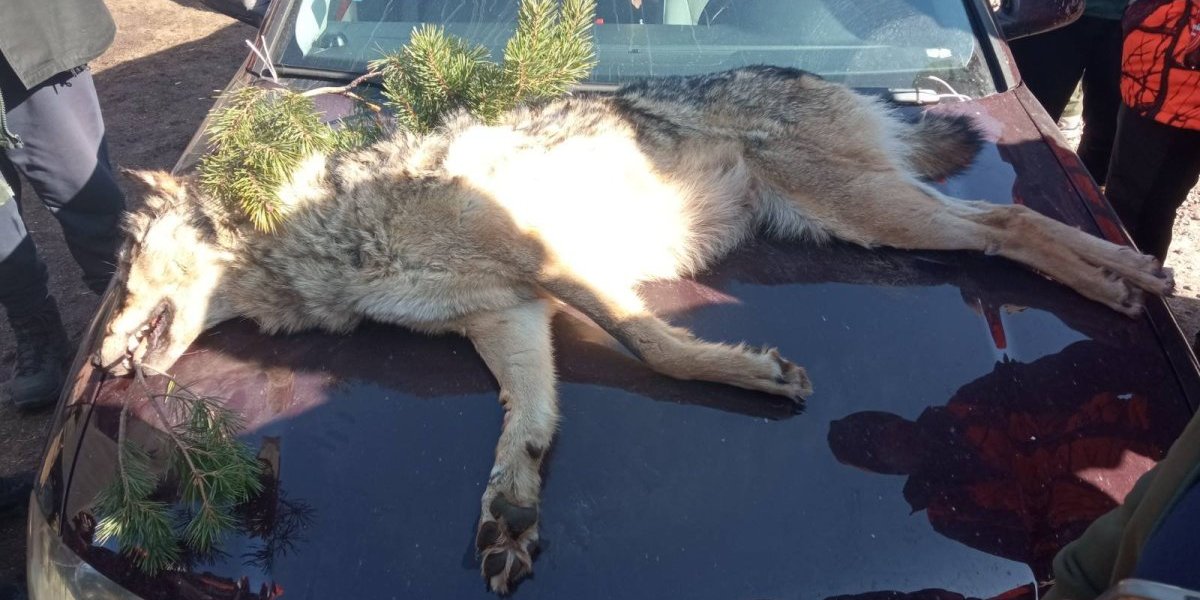 Posle 10 godina hajka završena uspešnp