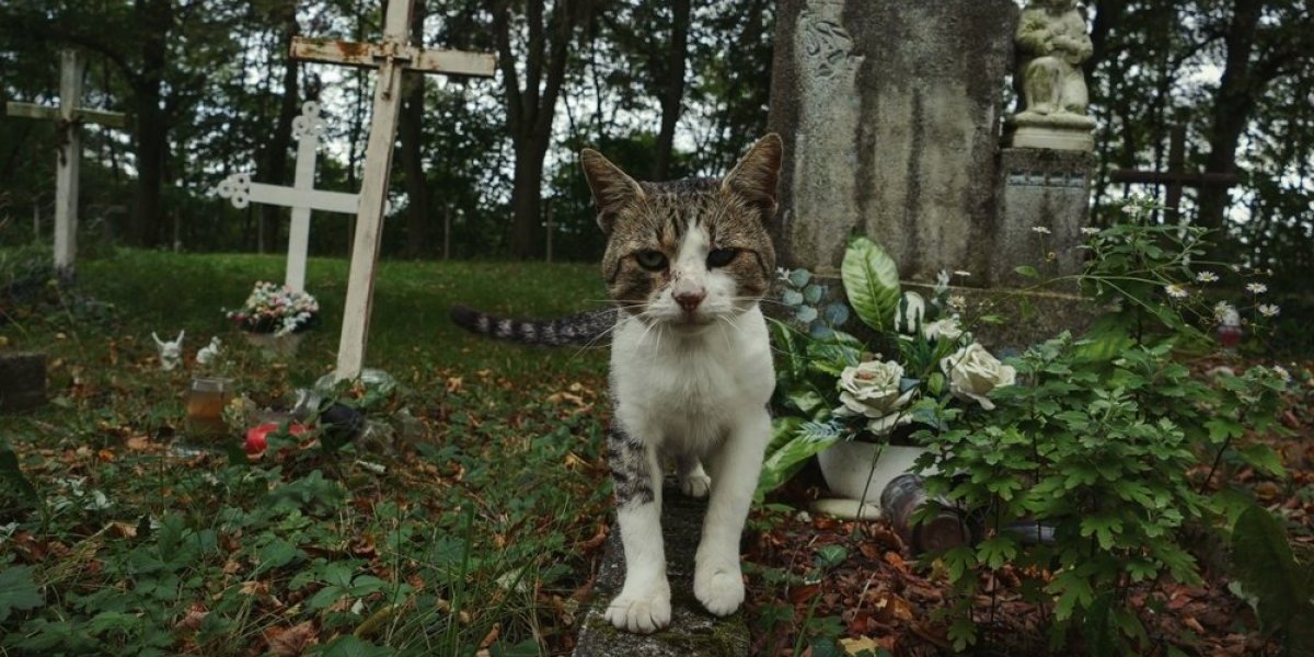 Šokantan video uznemirio planetu! Strašno spasavanje mačke - jedva izvukla živu glavu (VIDEO)