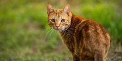 "Zamor brkova" kod mačke je neobično, ali opasno stanje, a evo kako on nastaje i kako da se uspešno izborite sa tim.