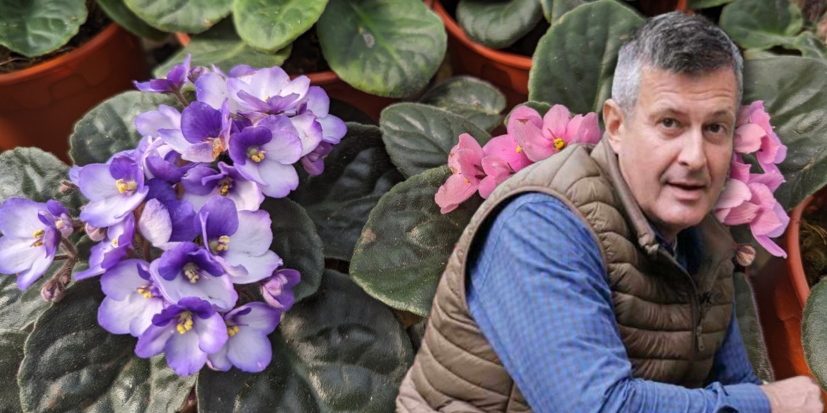 Da vam ljubičica cveta kao luda! Baštovan otkrio korisne trikove, a jedna stvar uništava biljku