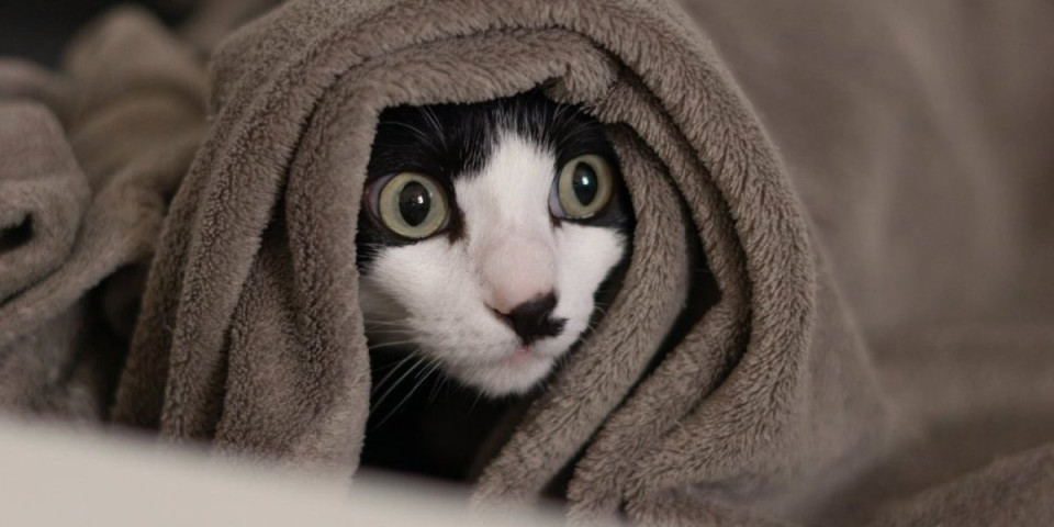 Panika na 10.000 metara: Mačka nestala usred leta - urnebesan snimak zapalio Tiktok (VIDEO)