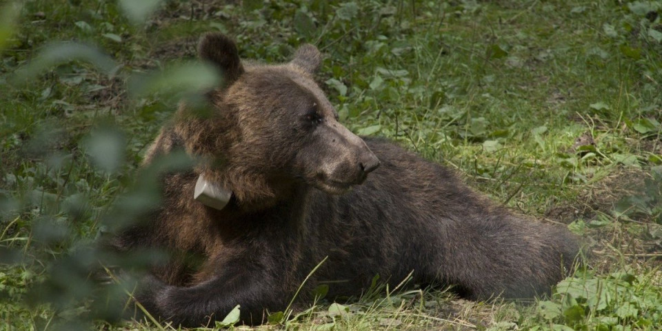 Na Sretenje svi čekaju medveda: Jasno pokazuje da li dolazi proleće