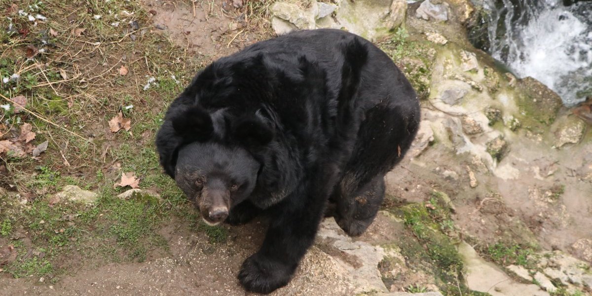 Medved Uroš izašao iz pećine! Evo šta to znači prema narodnom verovanju (FOTO)
