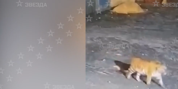(VIDEO) Tigar napravio haos u firmi! Radnici odbijaju da se vrate na posao, strahuju od predatora!