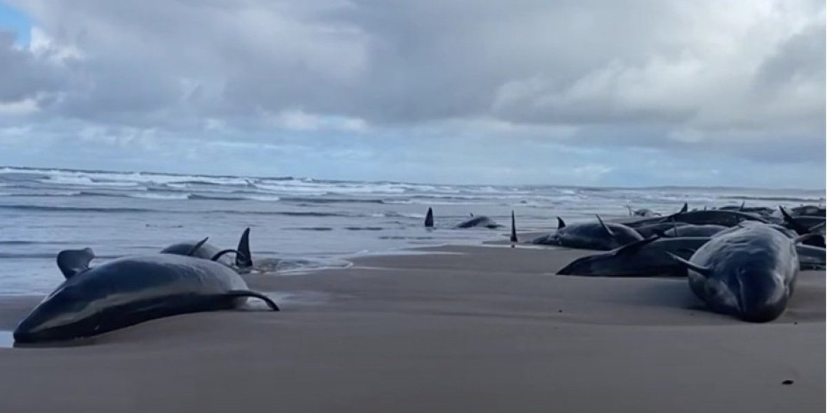 (VIDEO) Tuga! Više od 150 kitova nasukano na plaži u Australiji! Umiru u mukama, stručnjaci pokušavaju da ih spasu, ali...