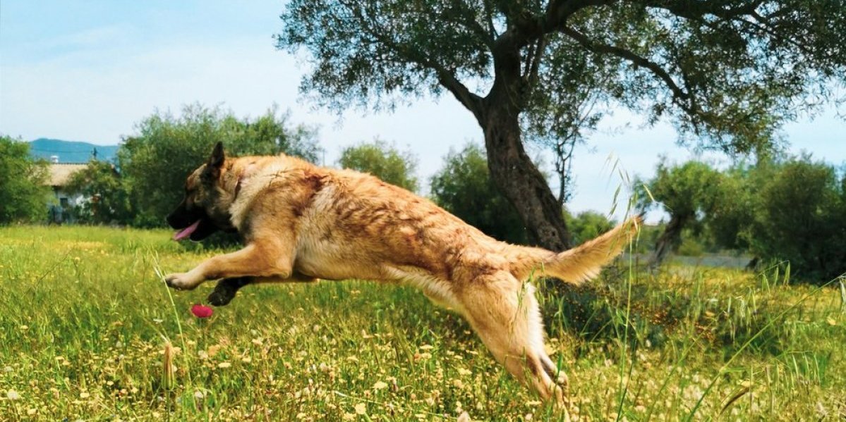 Naučnici otkrili koji pas je najinteligentniji! Spremni su da urade sve da zaštite svog vlasnika