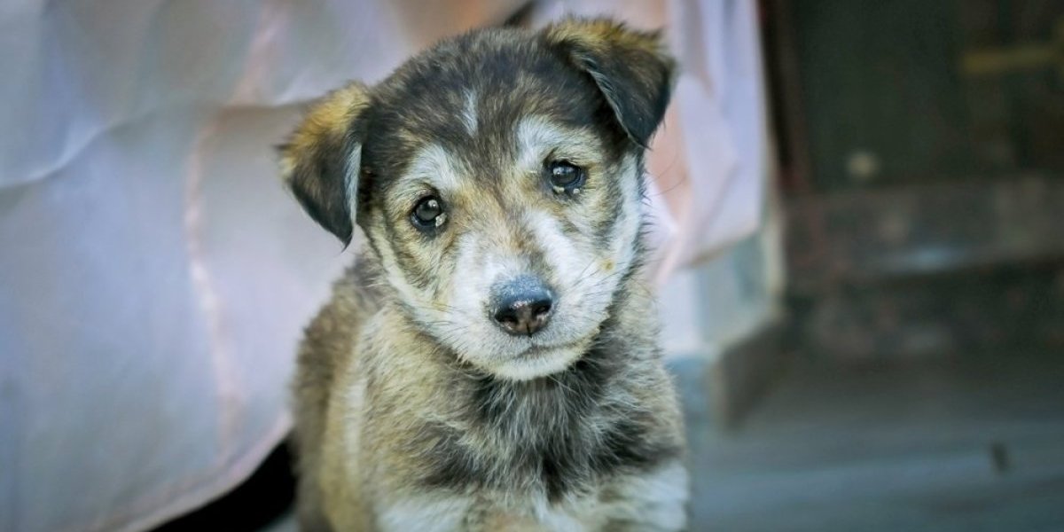 Snimak koji je raspakao milione ljudi! Naišao je na jeziv prizor - štenci su ležali bespomoćni, vezanih šapa i njuški