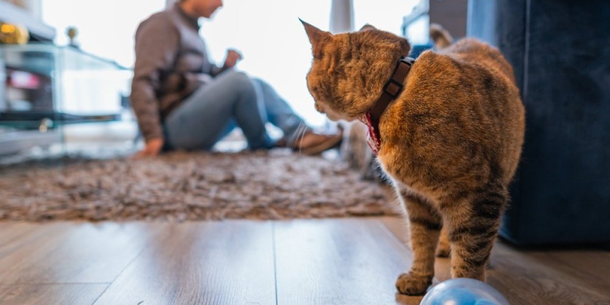 Ovaj mačak je prikupio skoro 6 miliona pregleda! Zavalio se u fotelju kao kralj - jedan detalj će vas nasmejati (VIDEO)