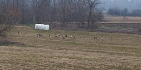 Neverovatna scena u blizini Kraljeva! Puno polje bambija!