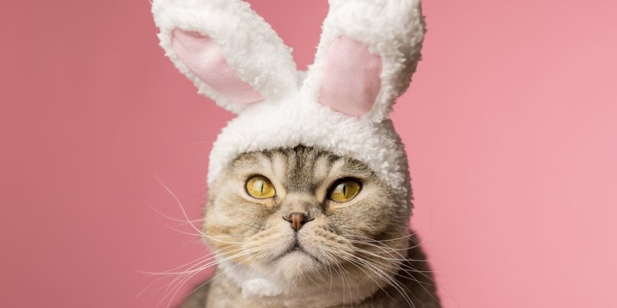 Mačak Gas je prava senzacija! Urnebesnim snimcima pokorio mreže - milioni lude za njim (VIDEO)