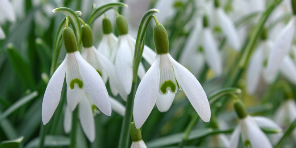 Prirodni barometar vremena: Ako primetite visibabe u bašti spremite se na ovakvo leto