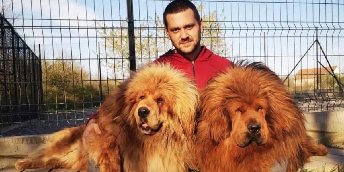 Ljudi misle da kod kuće drže lavove! Nevena i Zoran potrošili čitavu ušteđevinu, za njih dali 10.000 evra! (FOTO)