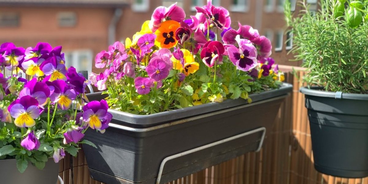 Vaše cveće će biti najlepše u komšiluku: Trik je u samo 1 namirnici koju imate kod kuće