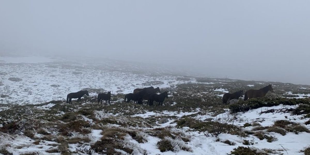 Nesvakidašnji prizor na Suvoj planini! Kroz maglu su se ukazali kao duhovi! (FOTO)