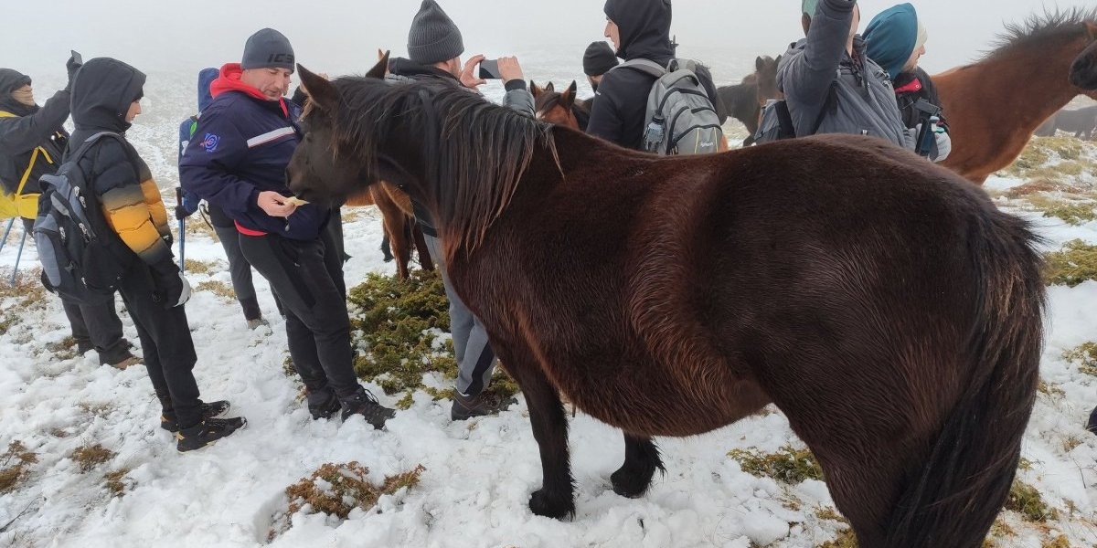 Svi konji imaju vlasnike ali opstaju sami u prirodi tokom cele godine 