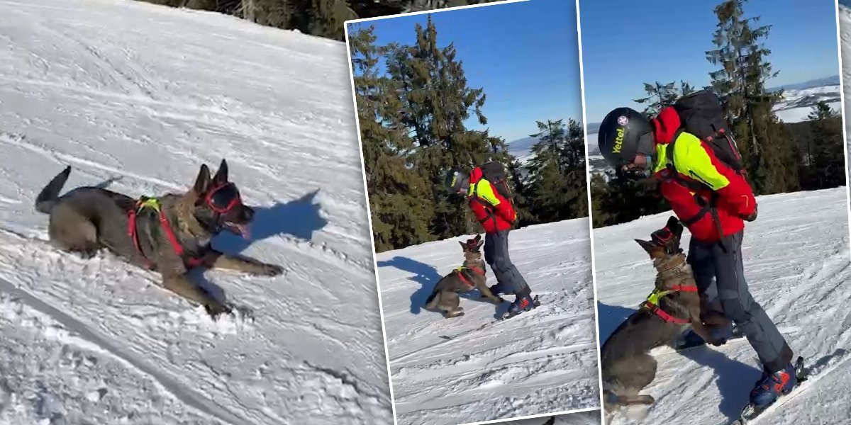 Mala pronašla Dunju! Ovo je pas koji je u poslednjem trenutku spazio devojčicu! (VIDEO)