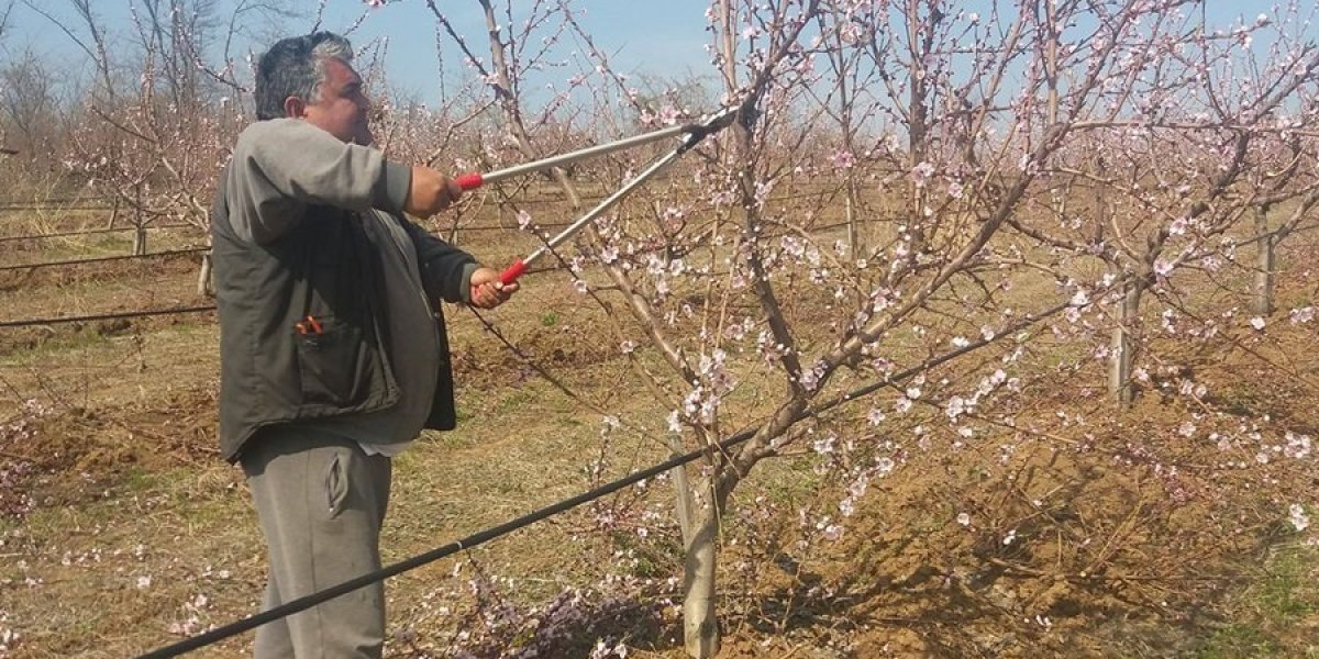 Ovako se orezuje voćnjak ako hoćete da vam rodi! Dejan iz Topole do detalja objasnio