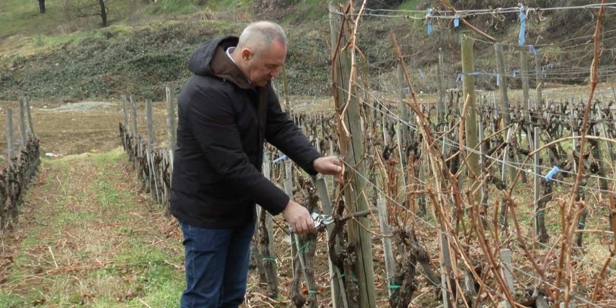 Boža Aleksandrović iz Vinče ima vinograde na 80 hektara