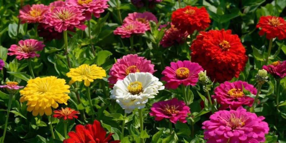 Cveće koje je bilo popularnije od ruža: Narod ga nije sadio bez posebnog razloga (FOTO)