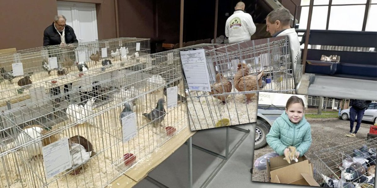 Jovanin zeka nije imao premca! Na ovoj izložbi lepih i lepših, Markova koka je bila najlepša (FOTO)