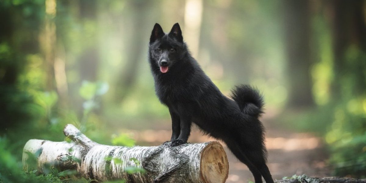 Ovog psa zovu đavo! Crn je kao ugalj, liči na lisicu i nepoverljiv je prema strancima (FOTO)