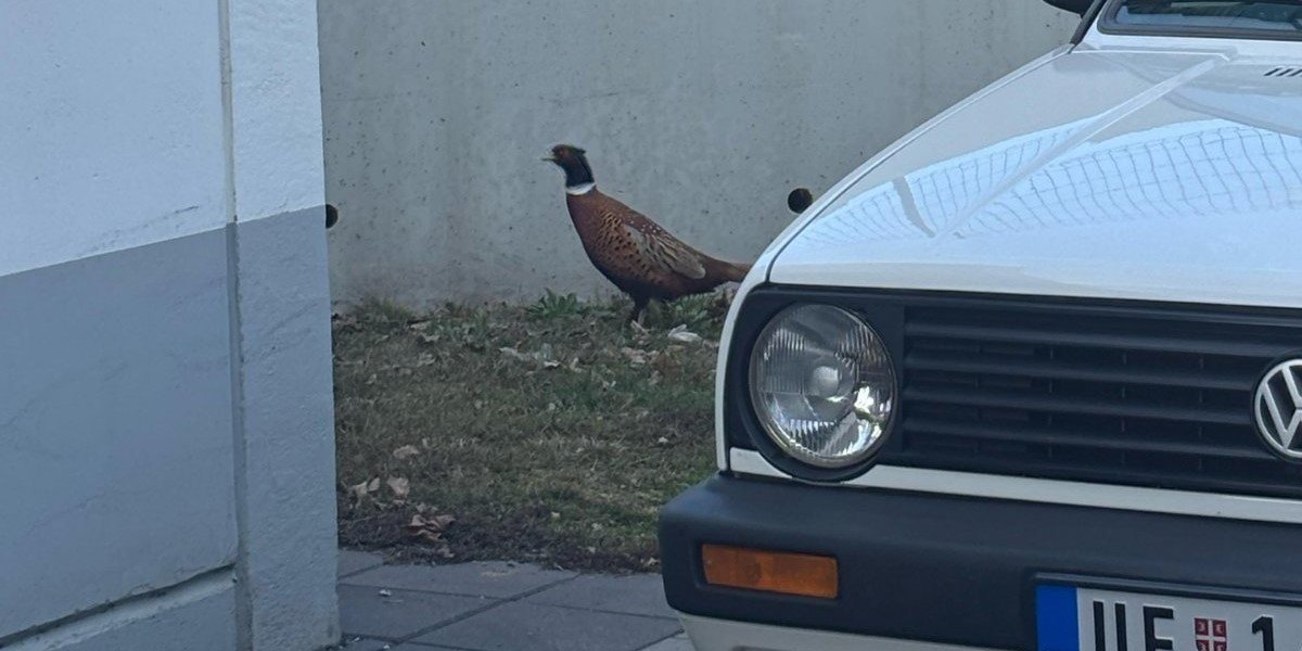 Šta će on na ovom mestu? Užičani se čudom čudili kad su ga ugledali (VIDEO)