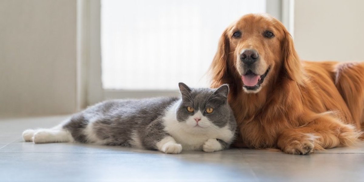 Haos u kući! Dva retrivera su ugledala mače - ono što se dogodilo niko nije očekivao (VIDEO)