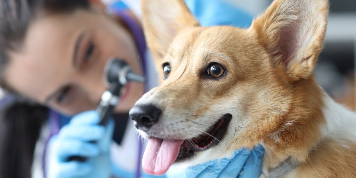 Simptomi alergije kod psa! Ako se vaš ljubimac nekontrolisano češe hitno ga vodite kod veterinara