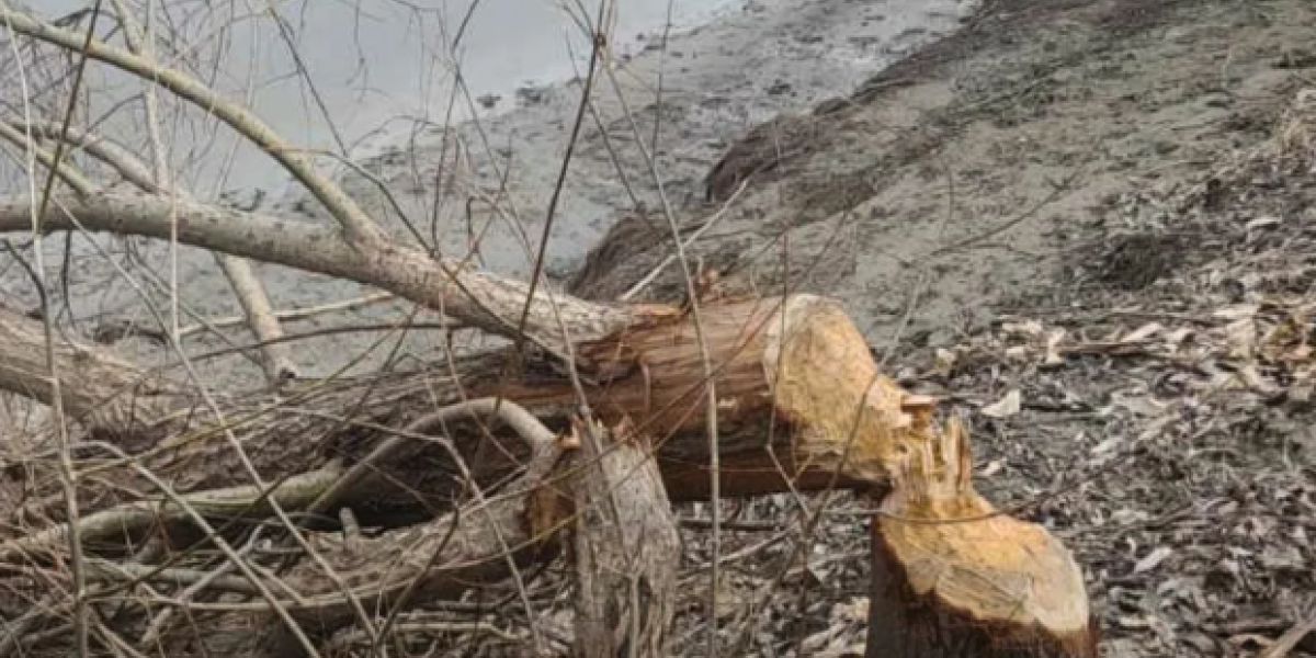 Na obali Dunava zatekao strahotu! Sve se dešavalo pod okriljem noći! (VIDEO)